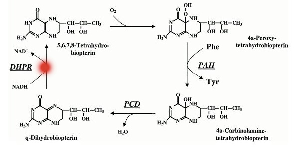 DHPR Deficiency (Biopterin Deficiency)